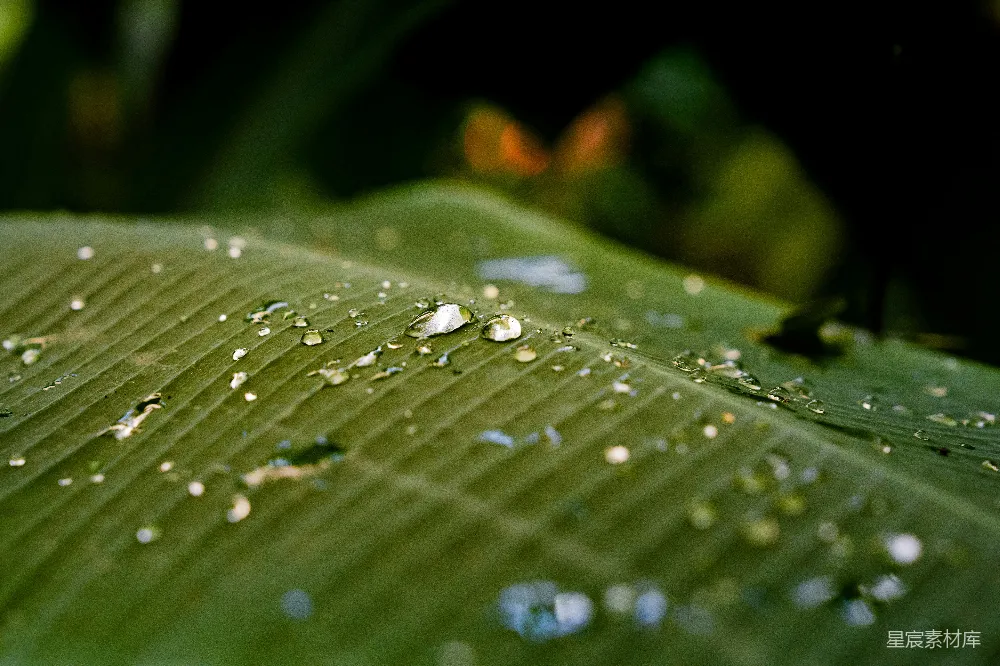 高清摄影 绿色叶片上的水滴