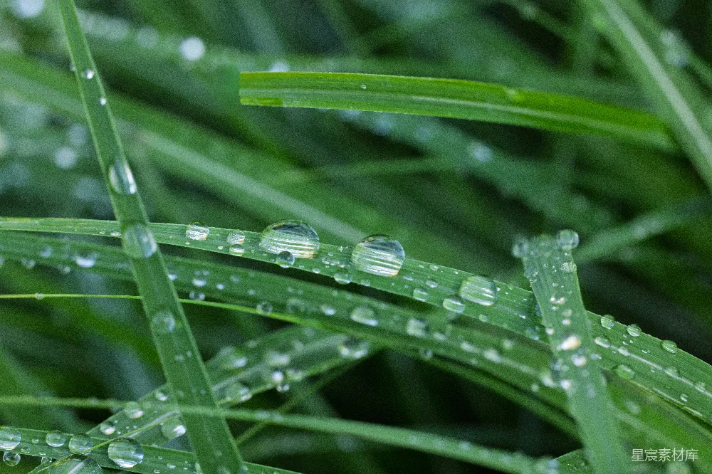 高清摄影 近景中绿色草地上的露珠。