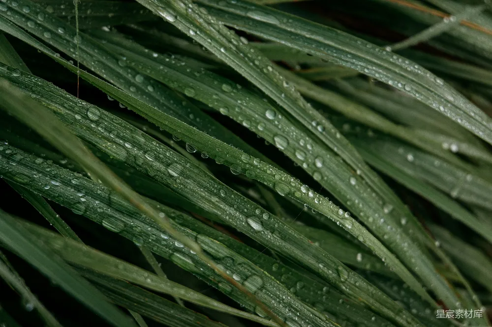 高清摄影 植物的特写镜头中可以看到上面有水珠。