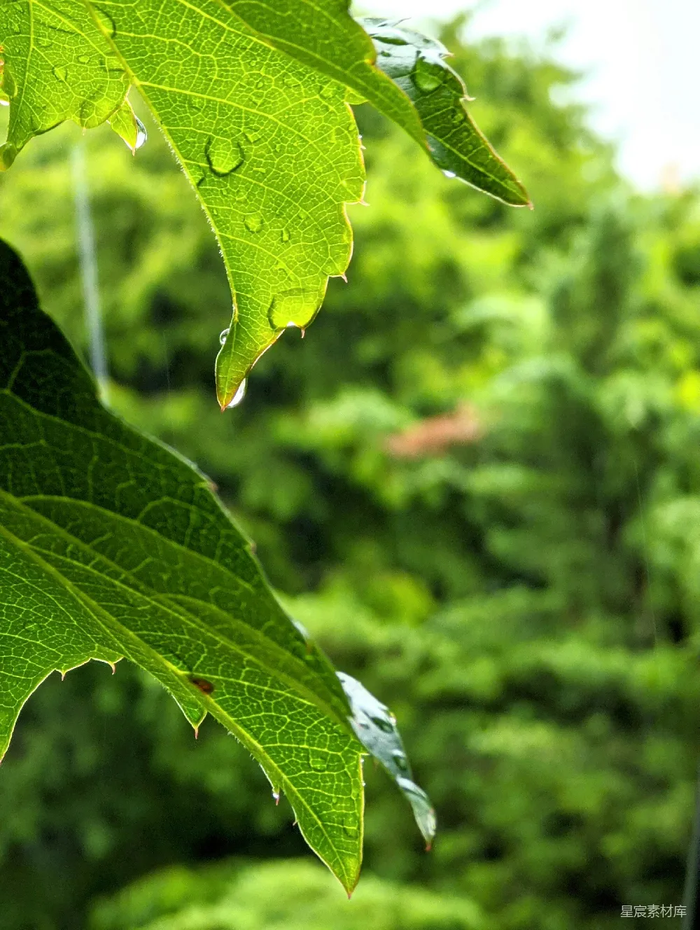 高清摄影 雨后绿叶上的水珠