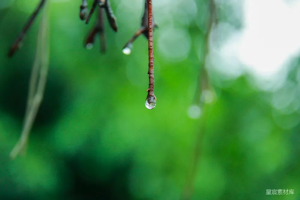 高清摄影 树梢上悬着一滴水珠