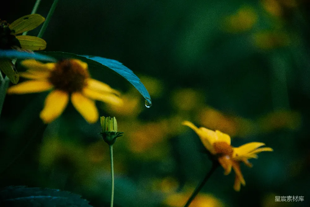 高清摄影 自然 摄影 雨滴 花卉 宁静 黄色花朵绿色叶子