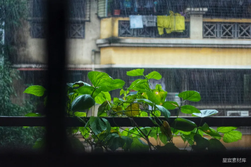 高清摄影 阳台上的绿色植物在雨中