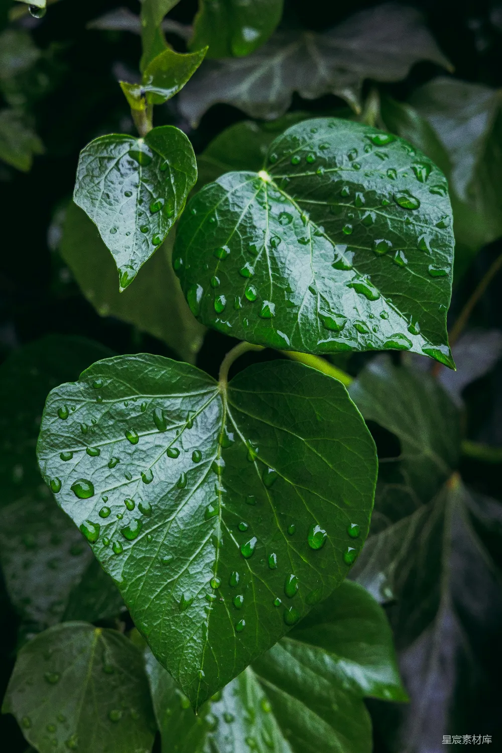 高清摄影 雨后绿苔上的水珠