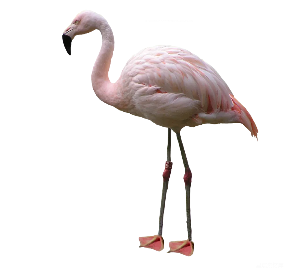 元素素材 元素 火鸡