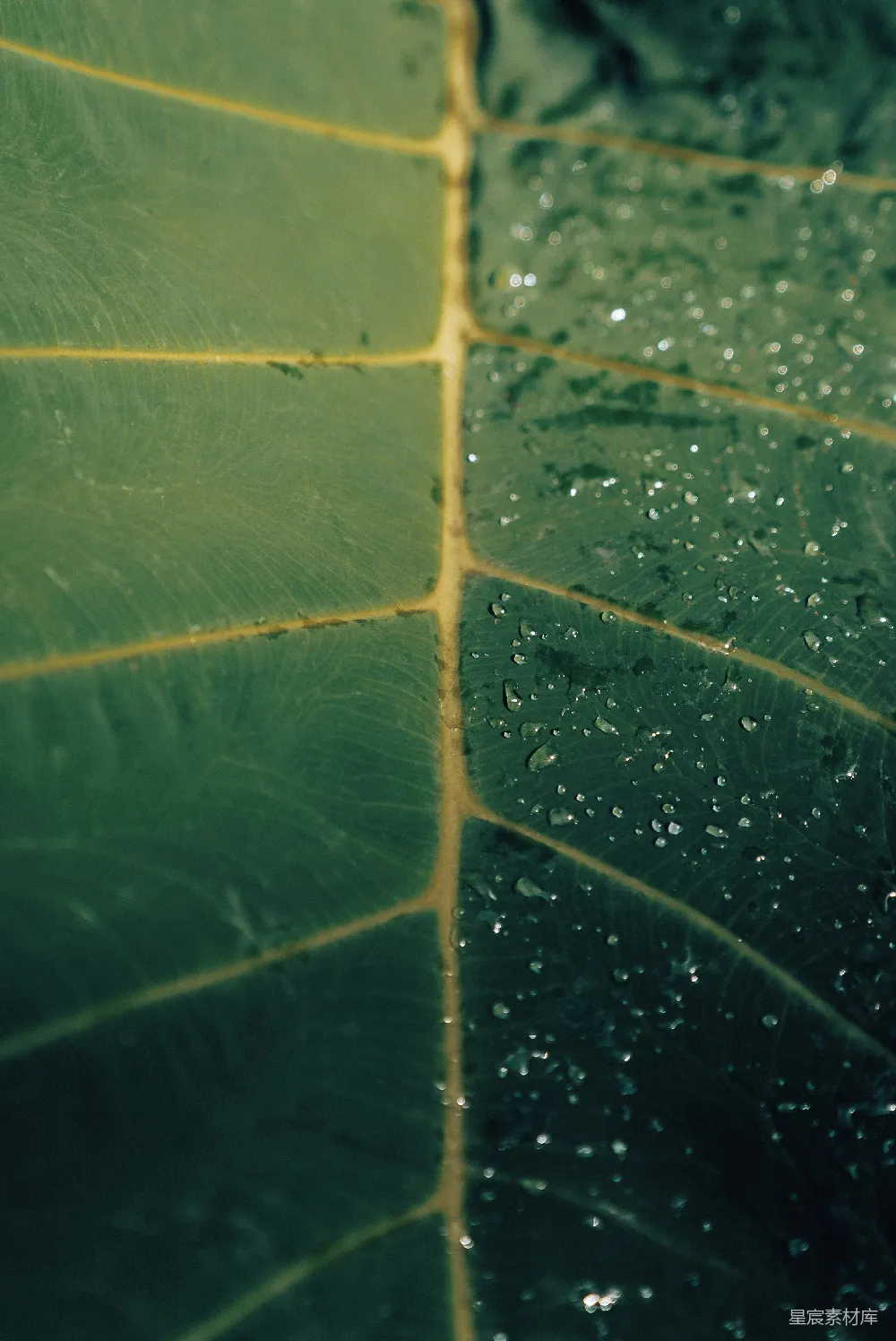 高清摄影 带有水珠的绿叶