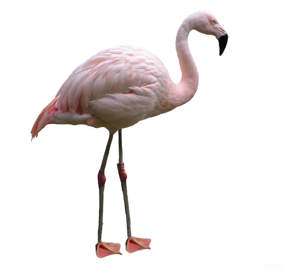 元素素材 flaming鸥