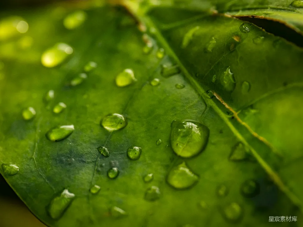高清摄影 一片叶子上缀着水珠的绿色 Leaves of green are adorned with droplets of water.