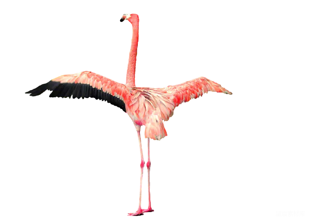 元素素材 flaming鸥