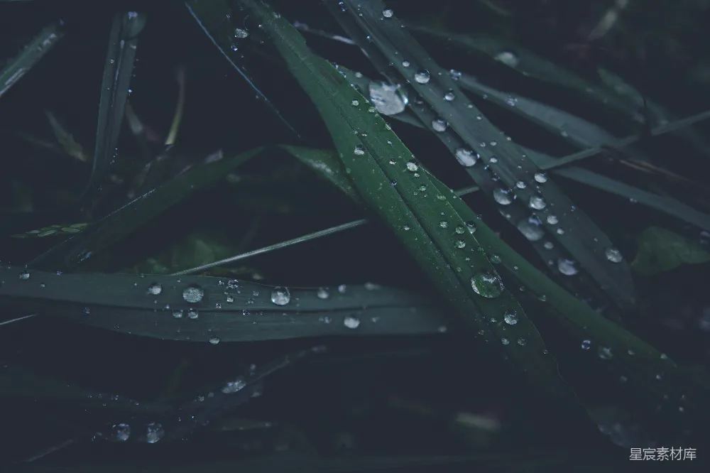 高清摄影 叶上的水珠
