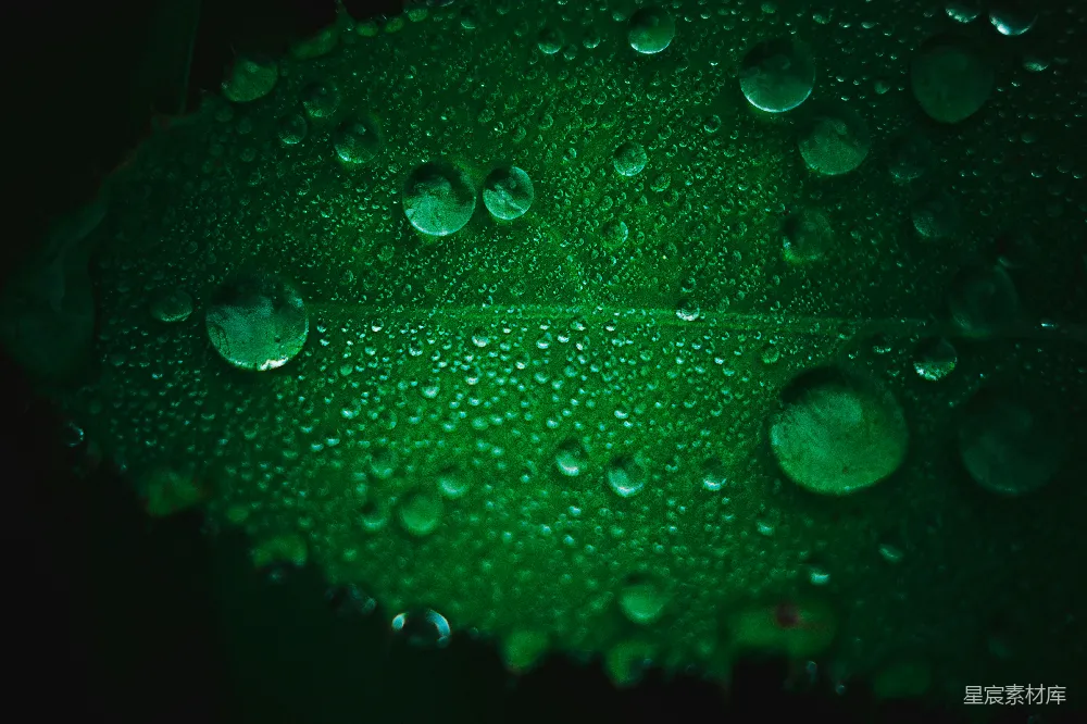 高清摄影 一片带着水珠的绿叶