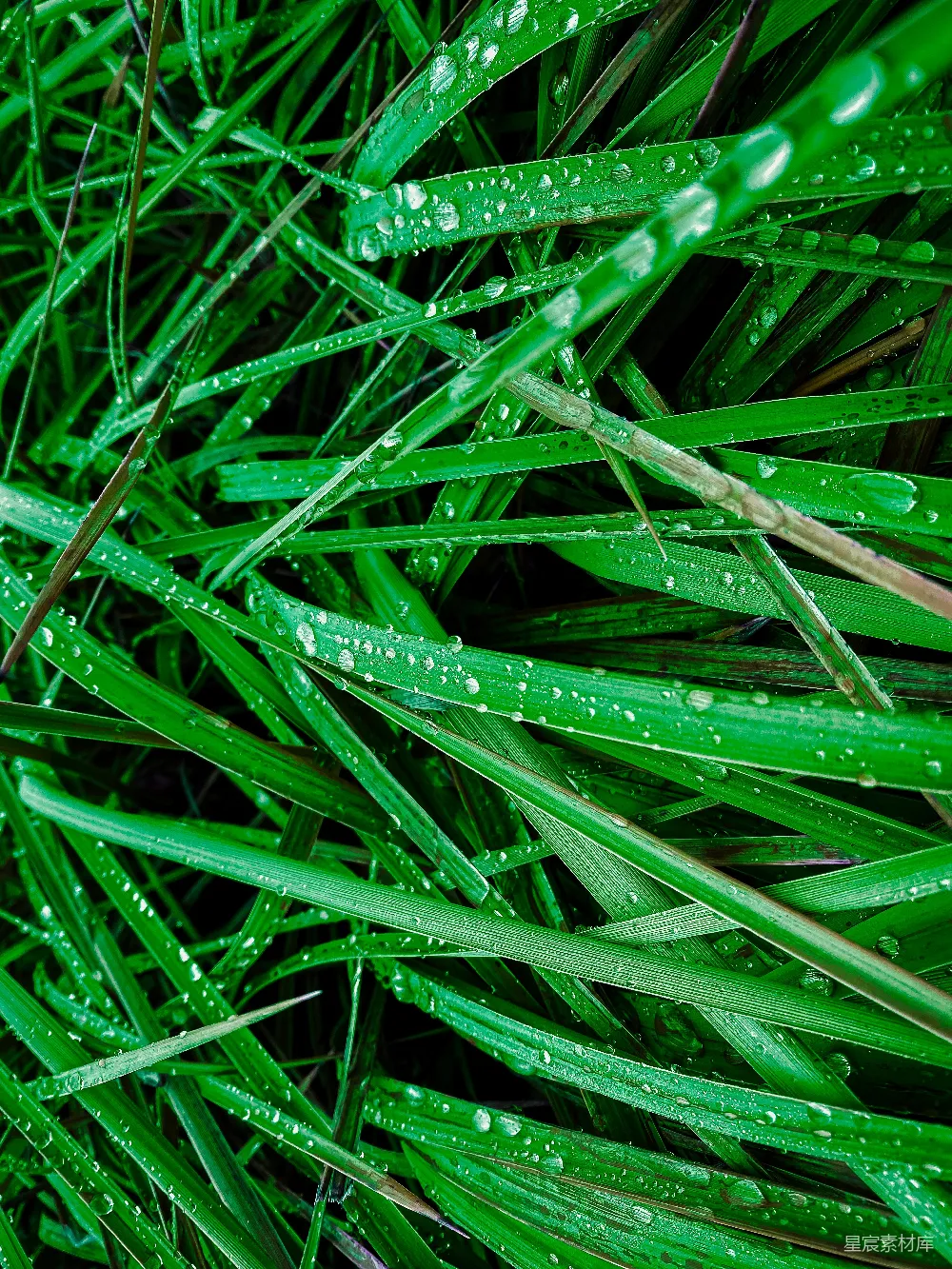 高清摄影 雨后绿草上的近景