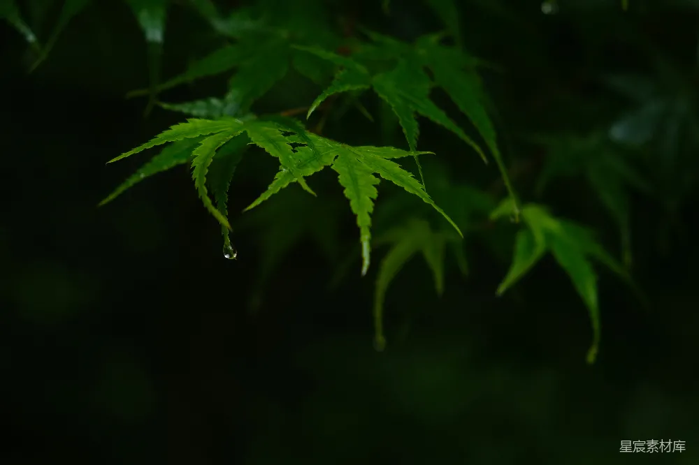 高清摄影 一片叶上挂着几滴水珠