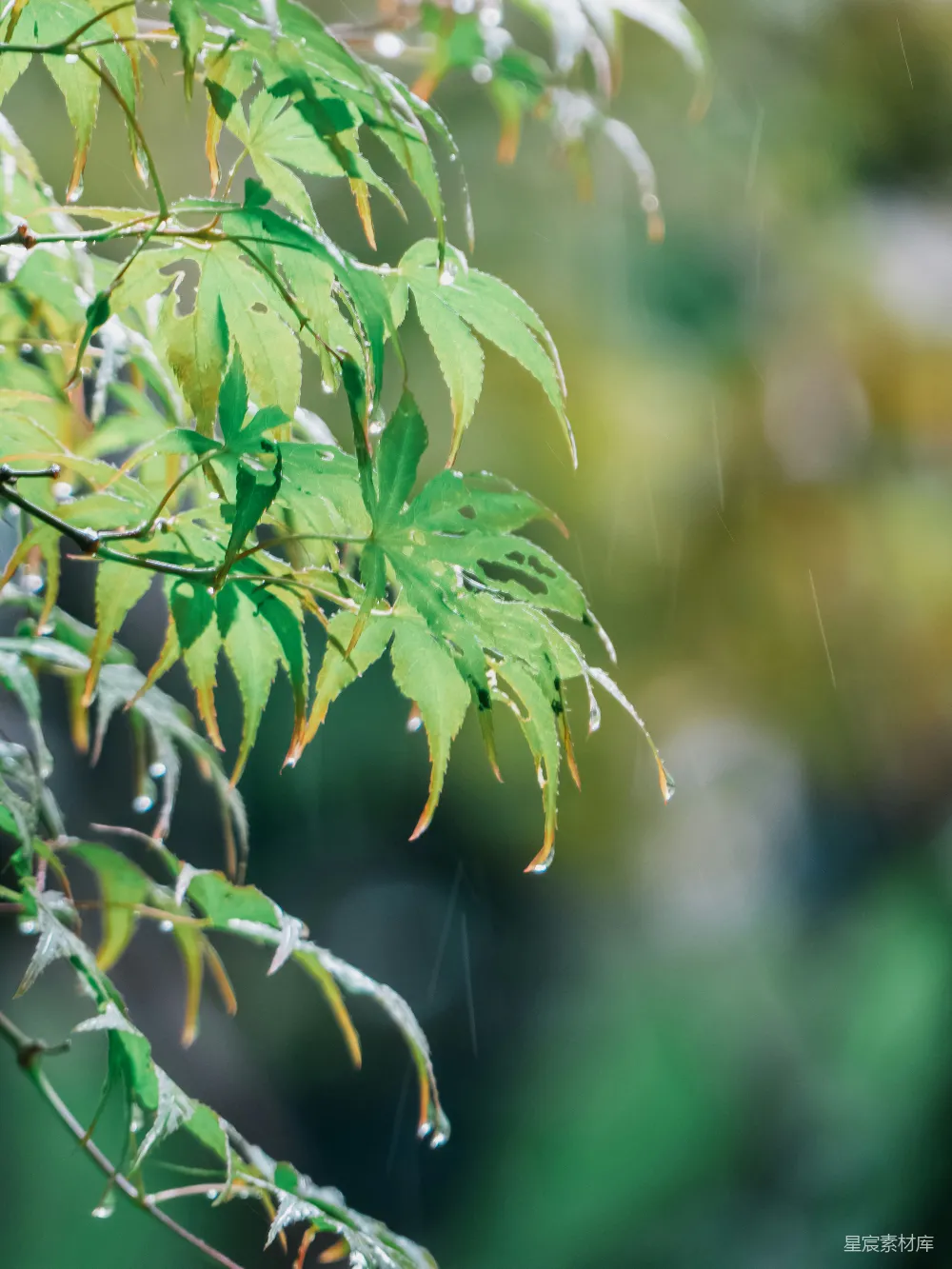高清摄影 雨中绿叶上的水珠。