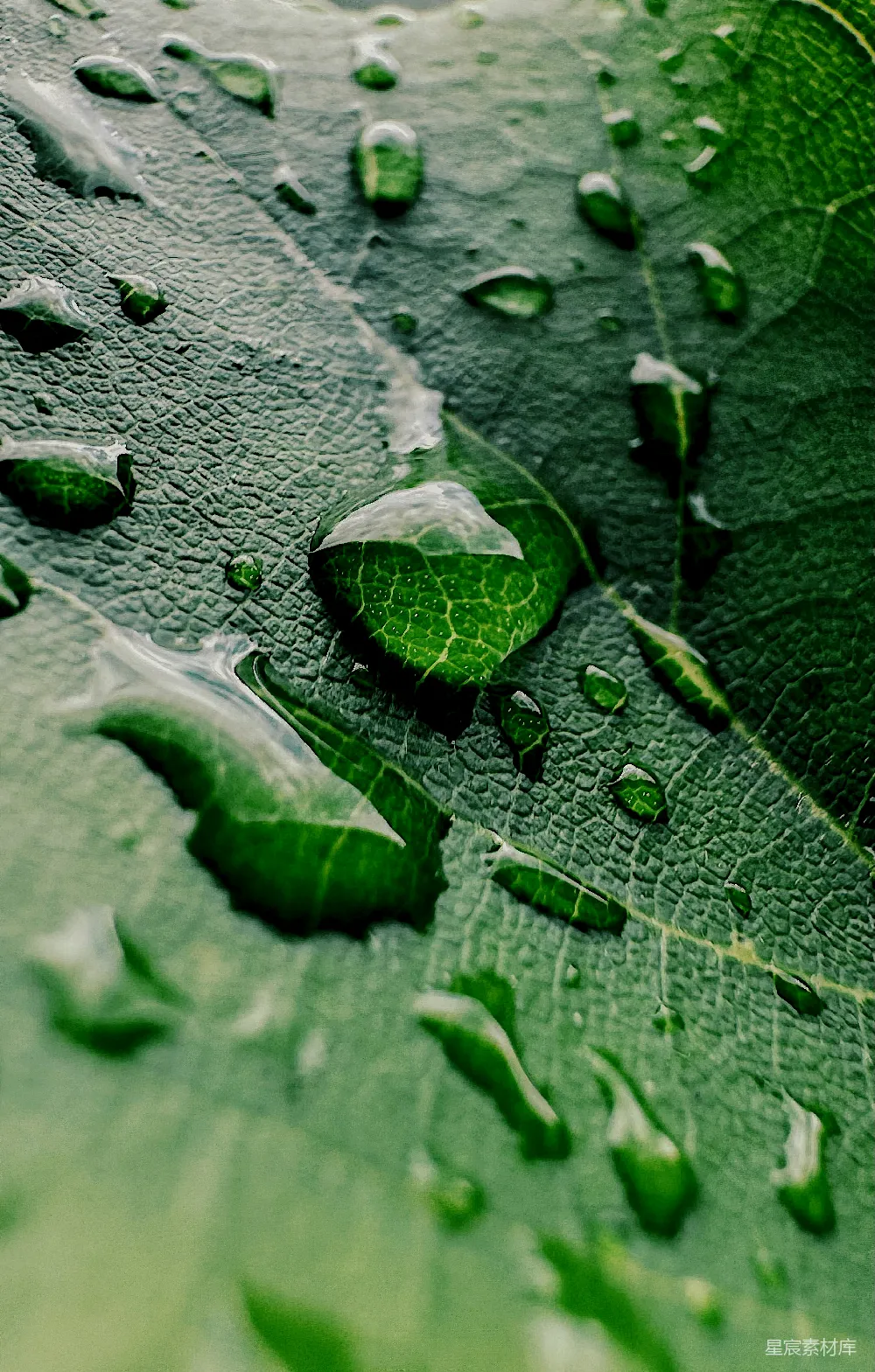 高清摄影 绿叶上水滴的特写镜头