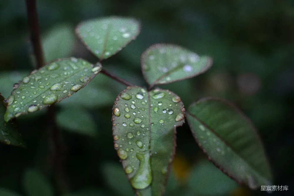 高清摄影 叶片上的近景及其上附着的水滴