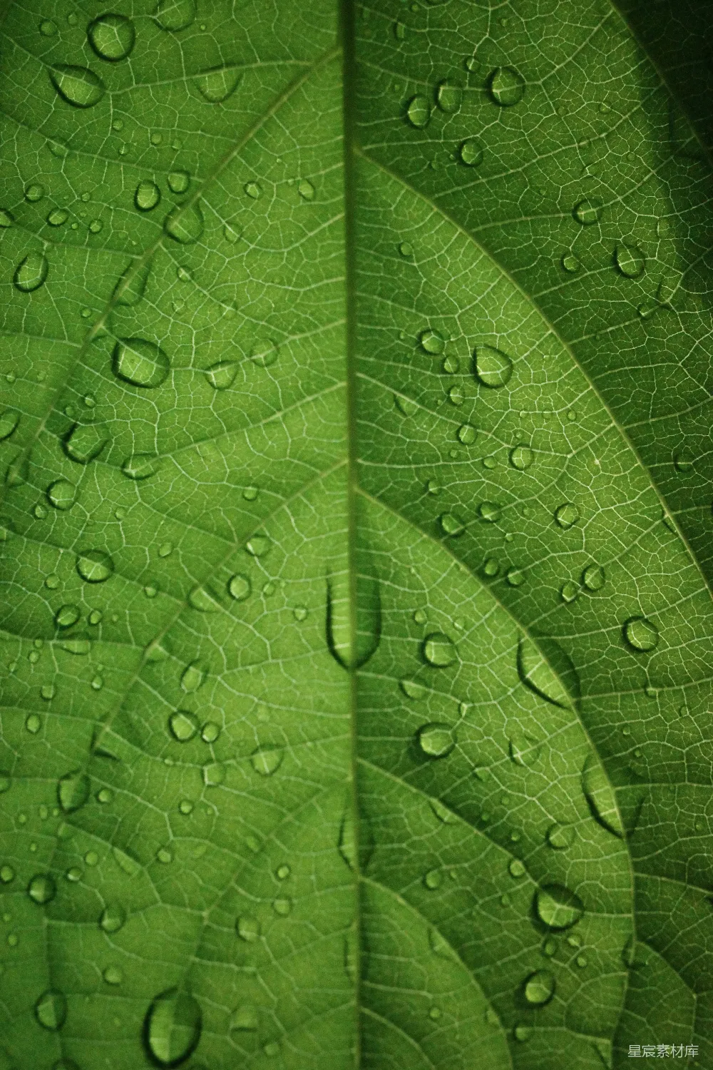 高清摄影 绿色叶片上的水滴