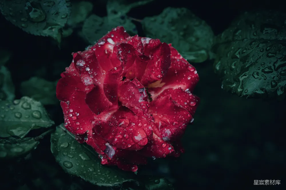 高清摄影 一朵花瓣上挂着水珠的红花