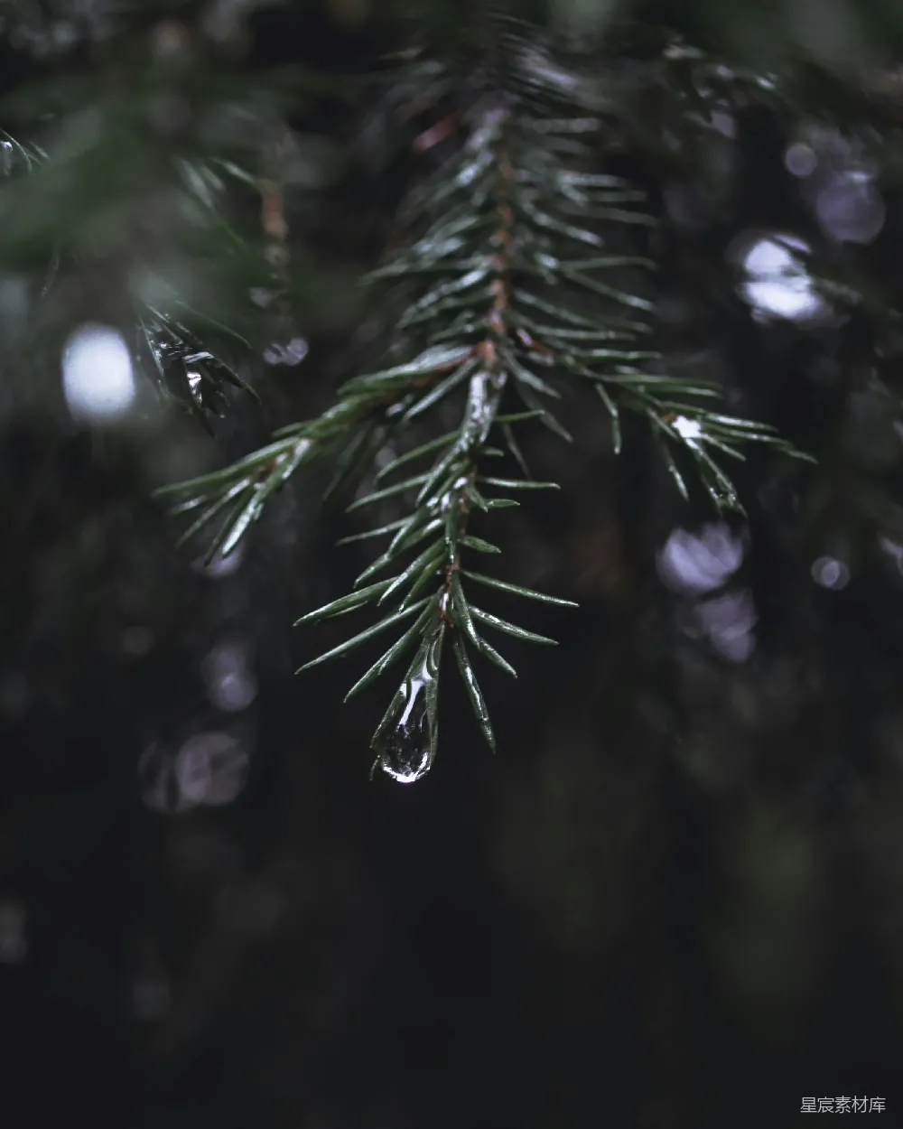 高清摄影 翠绿的松树披上雪妆