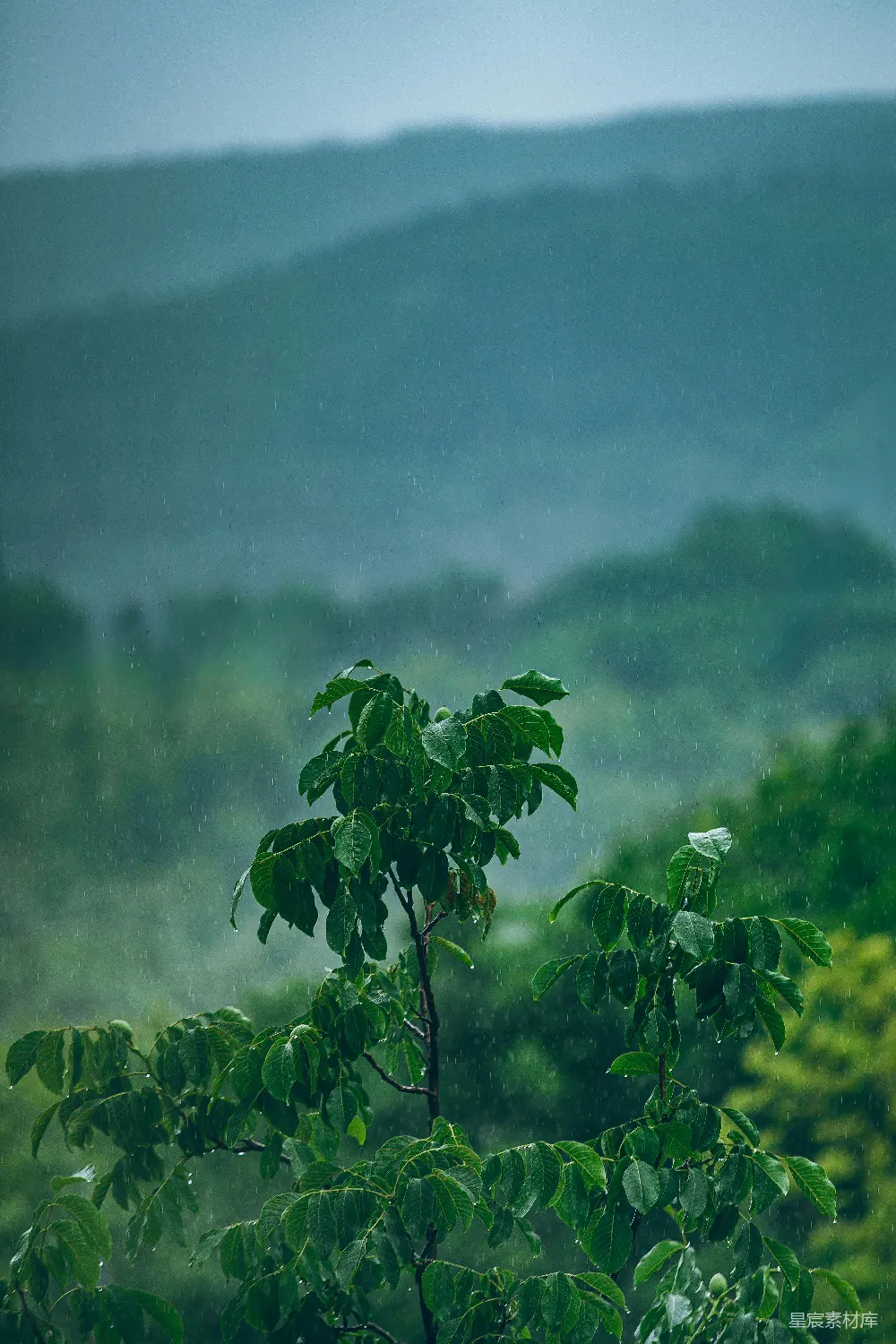 高清摄影 雨落在鲜艳的绿叶上，远处有弥漫的山雾。