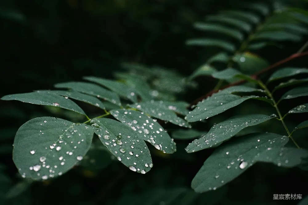 高清摄影 森林中绿叶上的露珠