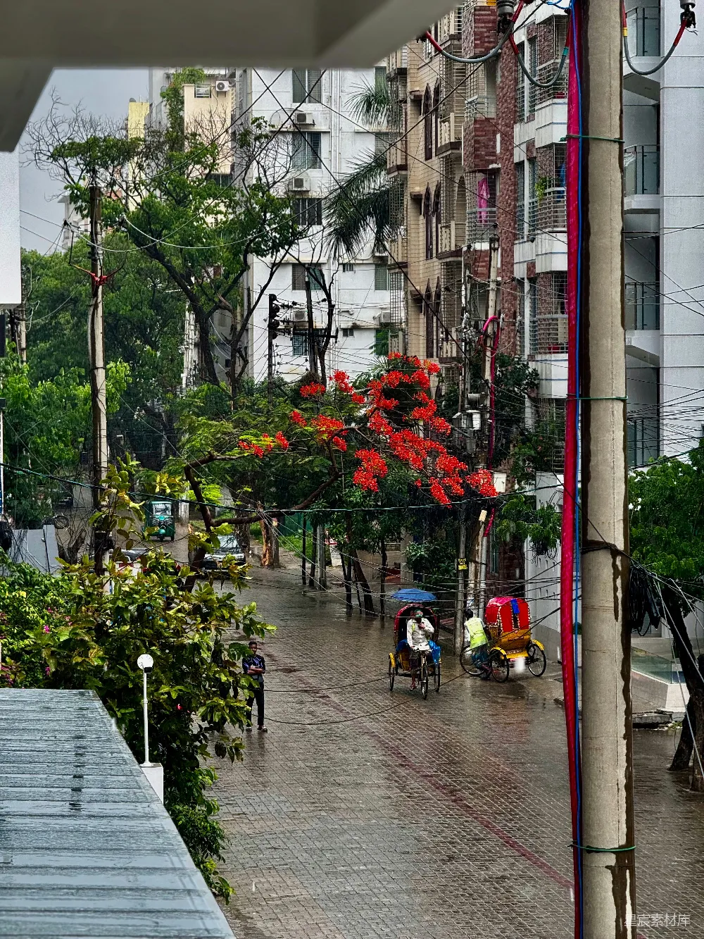 高清摄影 街头景象中有三轮车和盛开的树木。