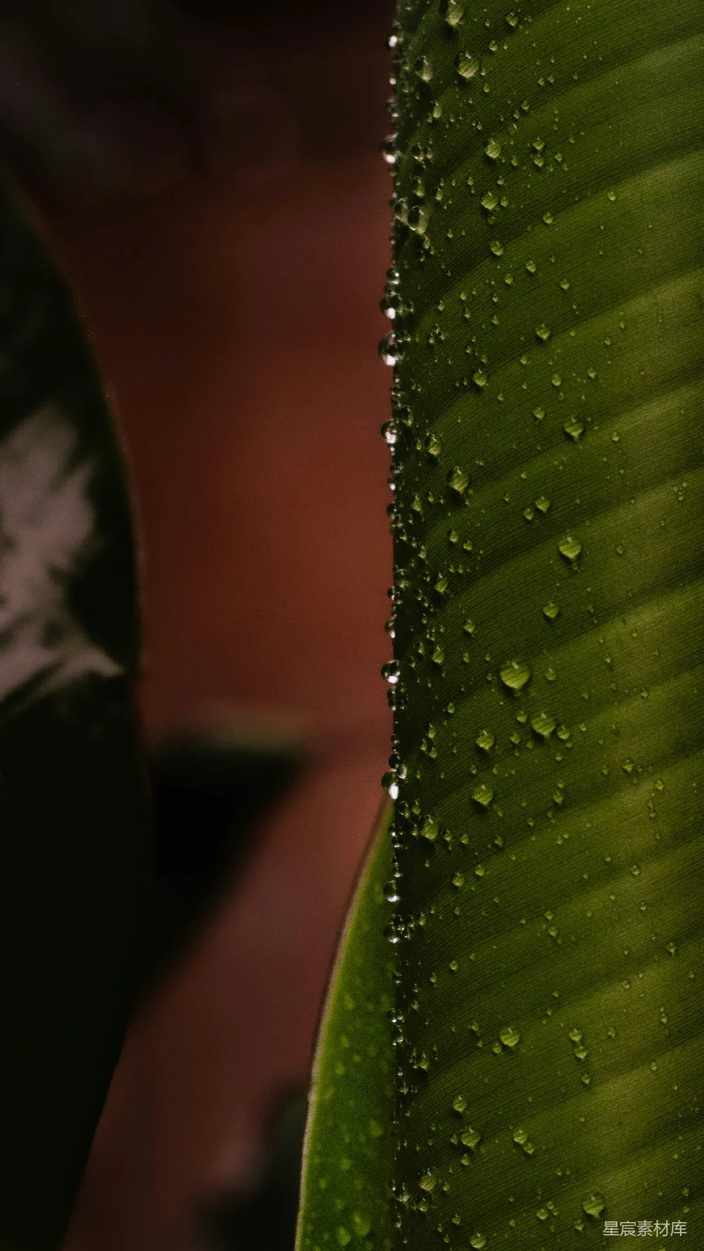 高清摄影 绿叶上的水珠