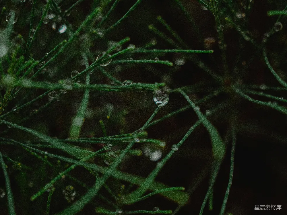 高清摄影 雨后绿松针上凝聚的露珠。