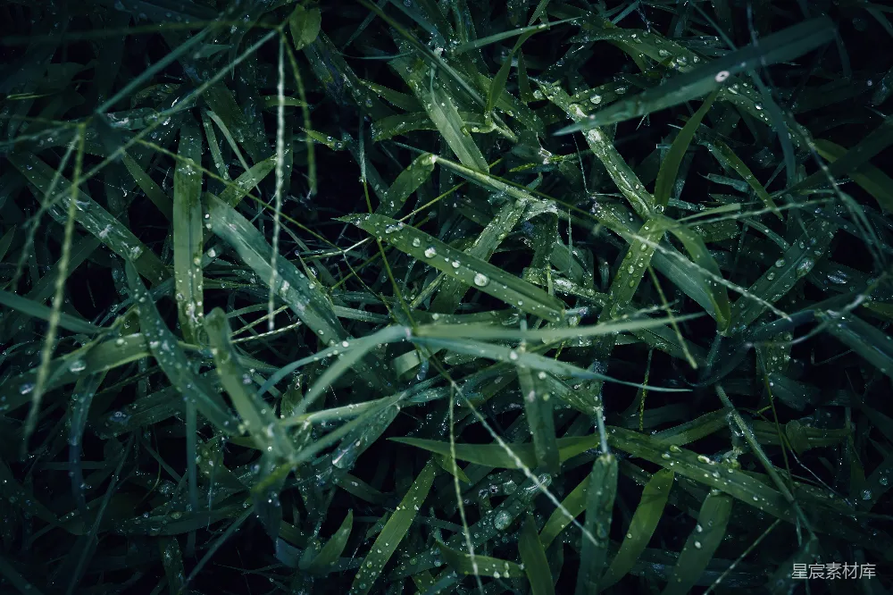 高清摄影 草地覆盖着水珠