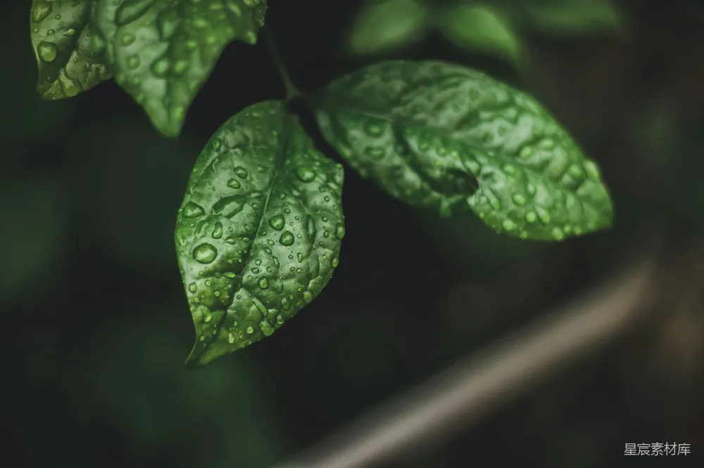 高清摄影 绿叶上缀着水珠