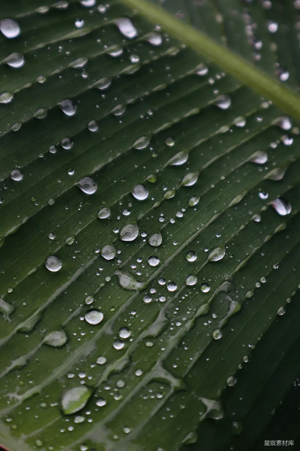 高清摄影 雨后绿叶上覆盖着许多水滴。