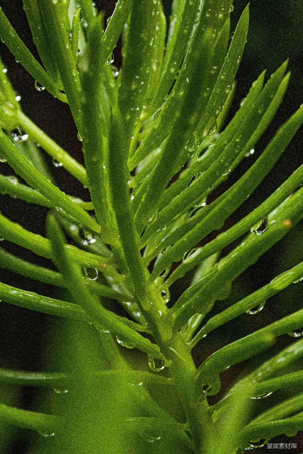 高清摄影 绿色植物的 macro 照片