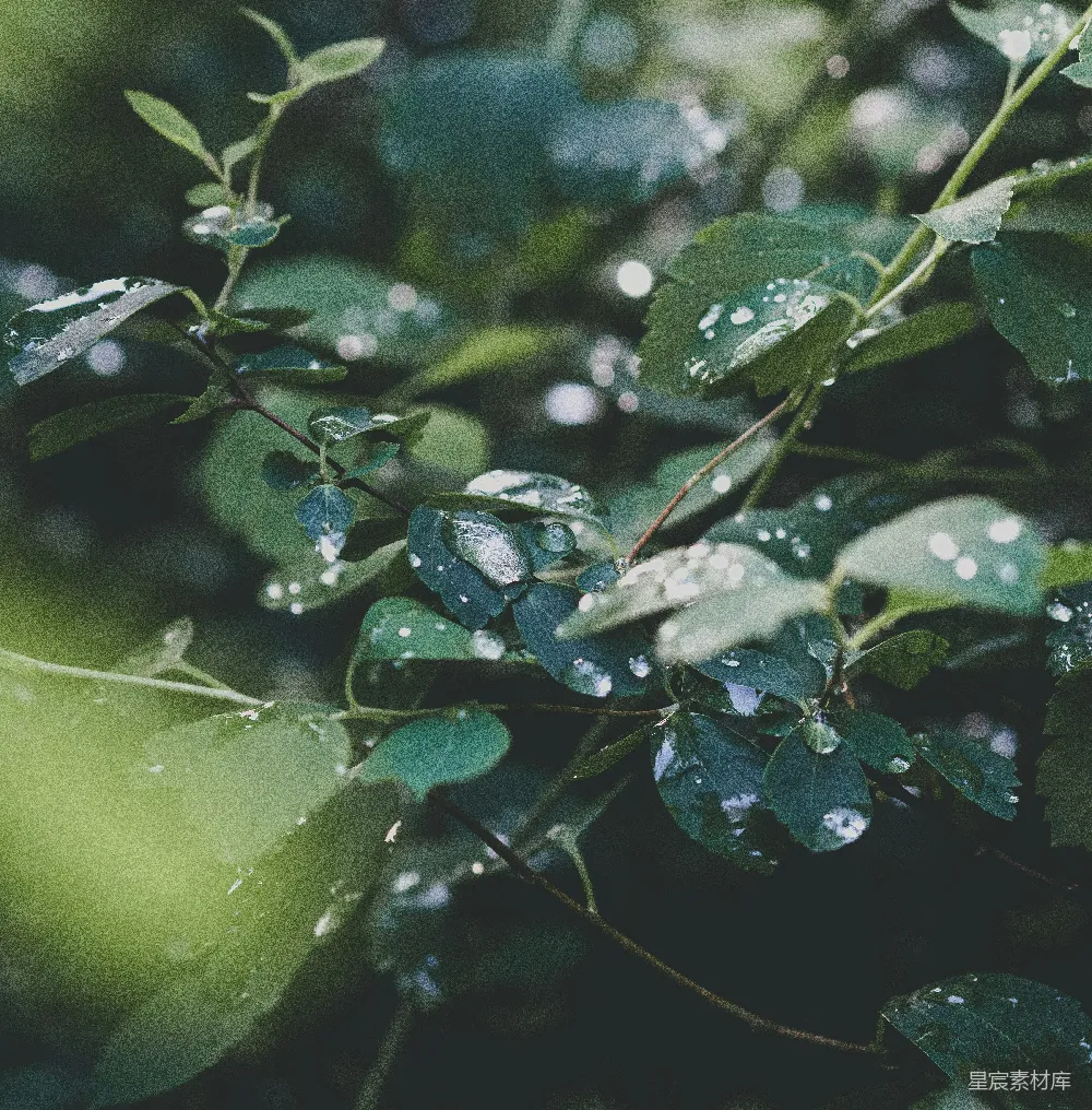高清摄影 绿叶上的水珠