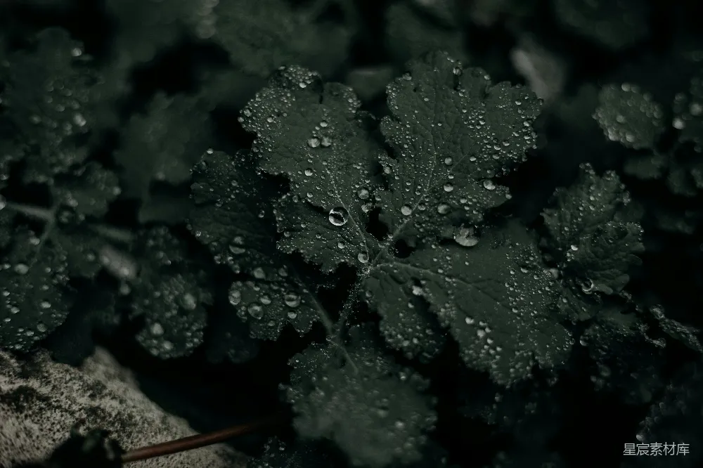 高清摄影 雨后绿叶上的水滴。