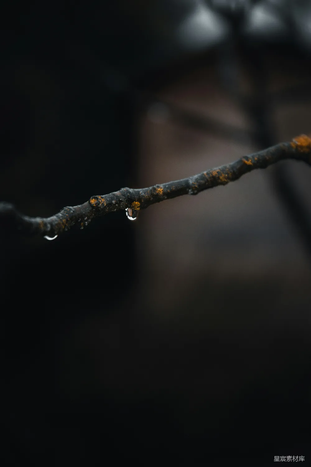 高清摄影 棕色树干在倾斜透视镜头下