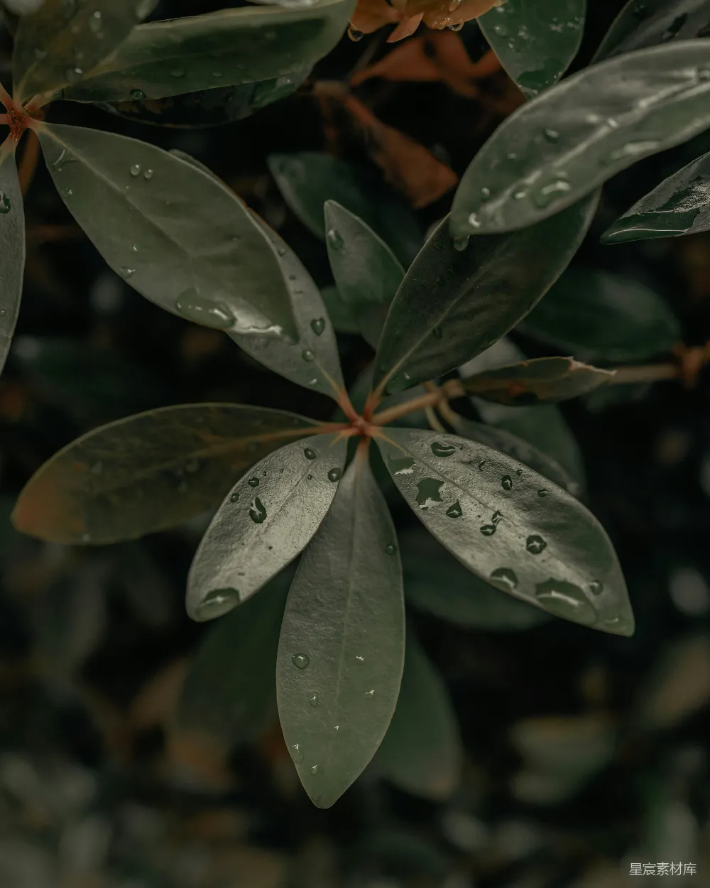 高清摄影 绿叶上的水珠