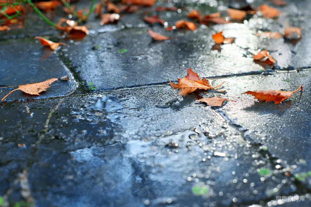 高清摄影 雨后湿滑的柏油路面覆盖着落下的秋叶。