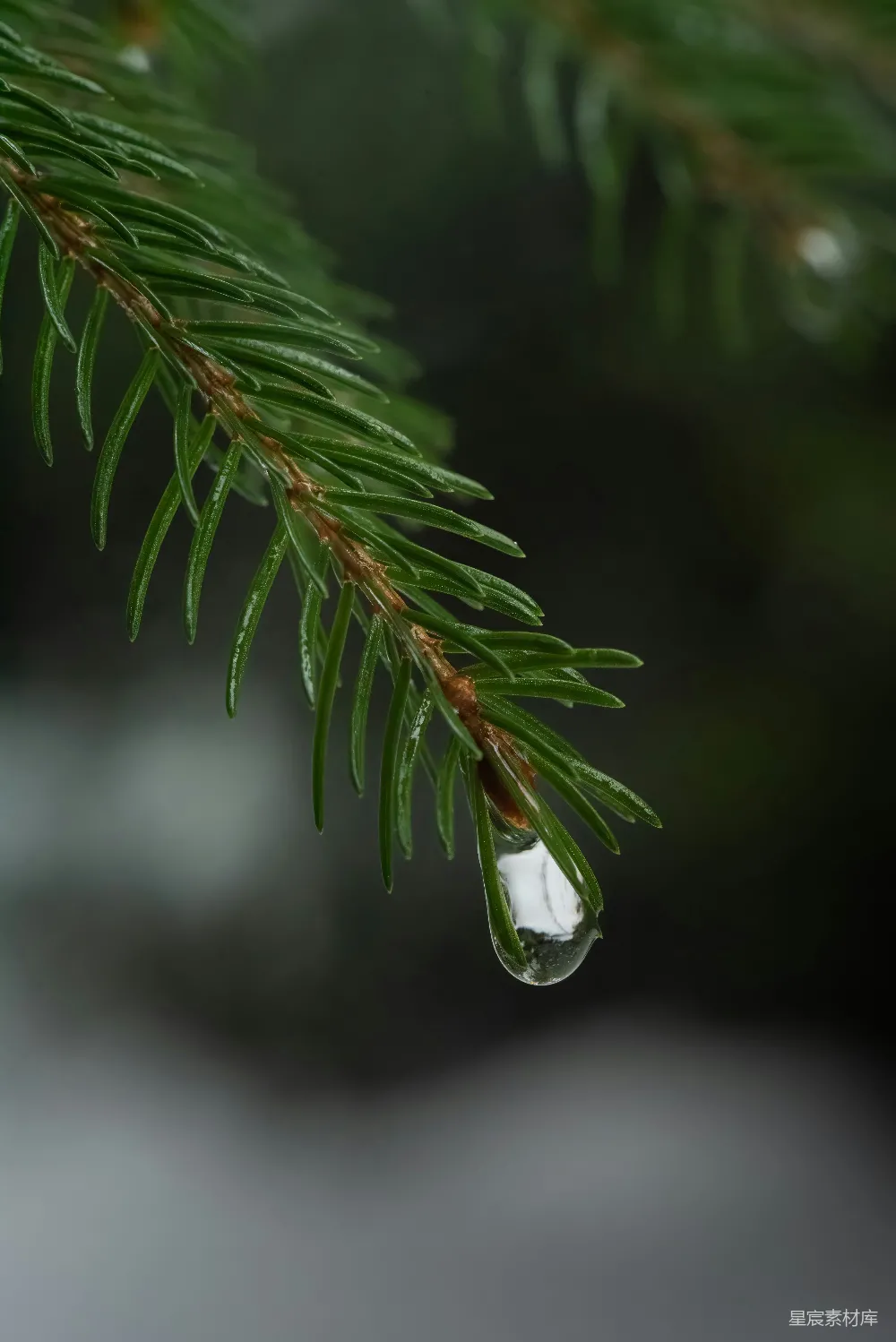 高清摄影 一滴水珠悬挂在松针上。