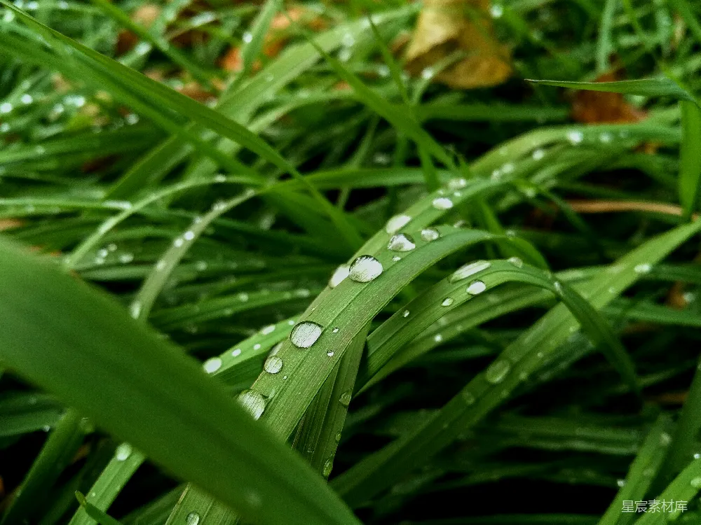 高清摄影 绿色草地上水滴的特写