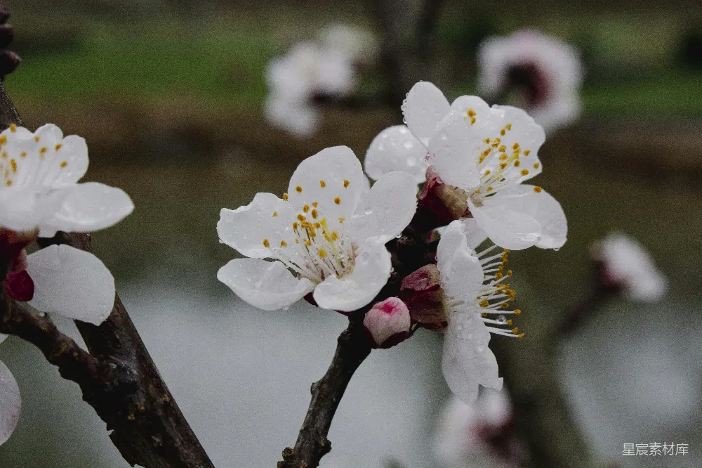 高清摄影 树上一些白色花朵的特写