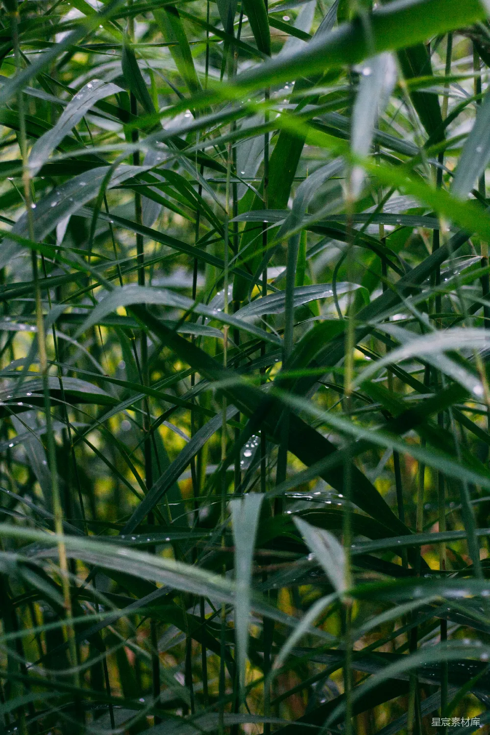 高清摄影 一片长满高草的绿色叶子繁茂之地