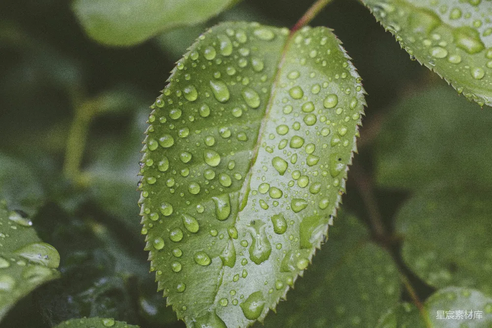 高清摄影 聚焦式摄影的绿色叶片植物