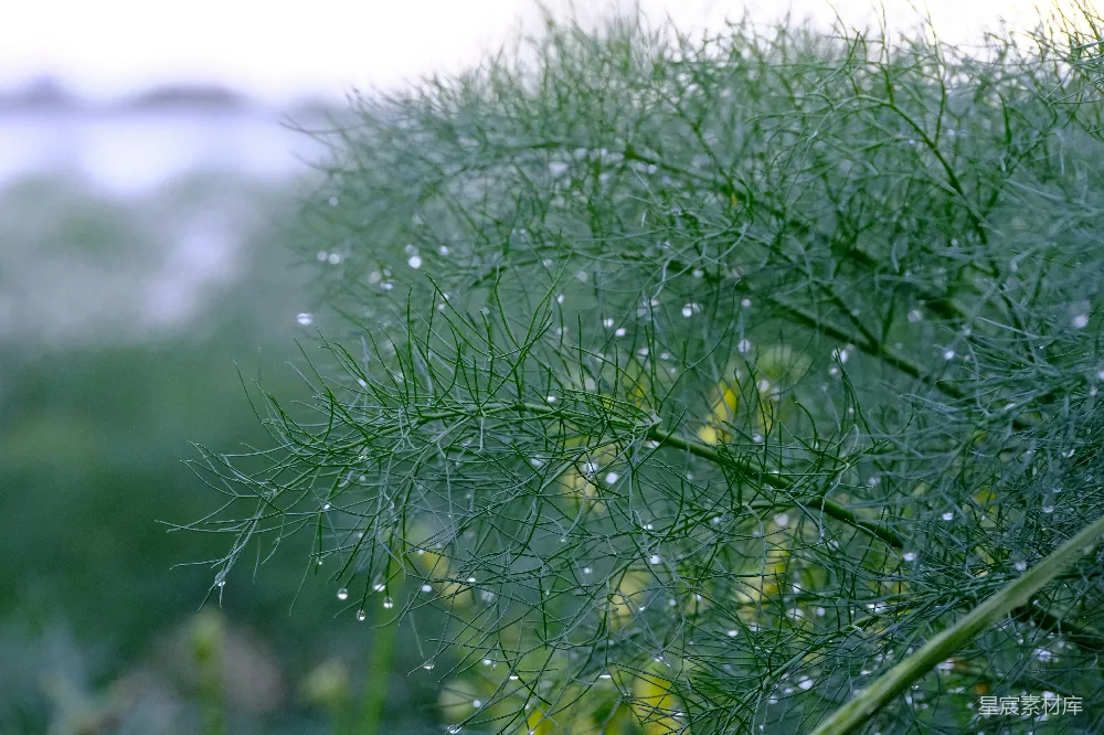 高清摄影 雨后绿叶上的水珠