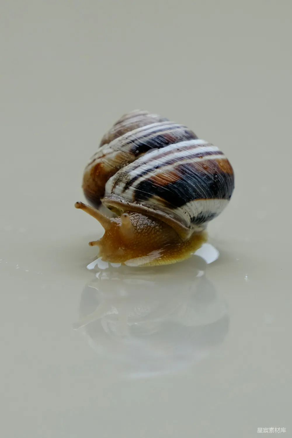 高清摄影 一只蜗牛的特写镜头放在白色表面之上