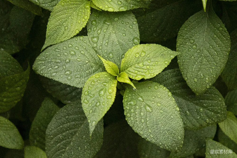 高清摄影 绿色叶片的近景摄影