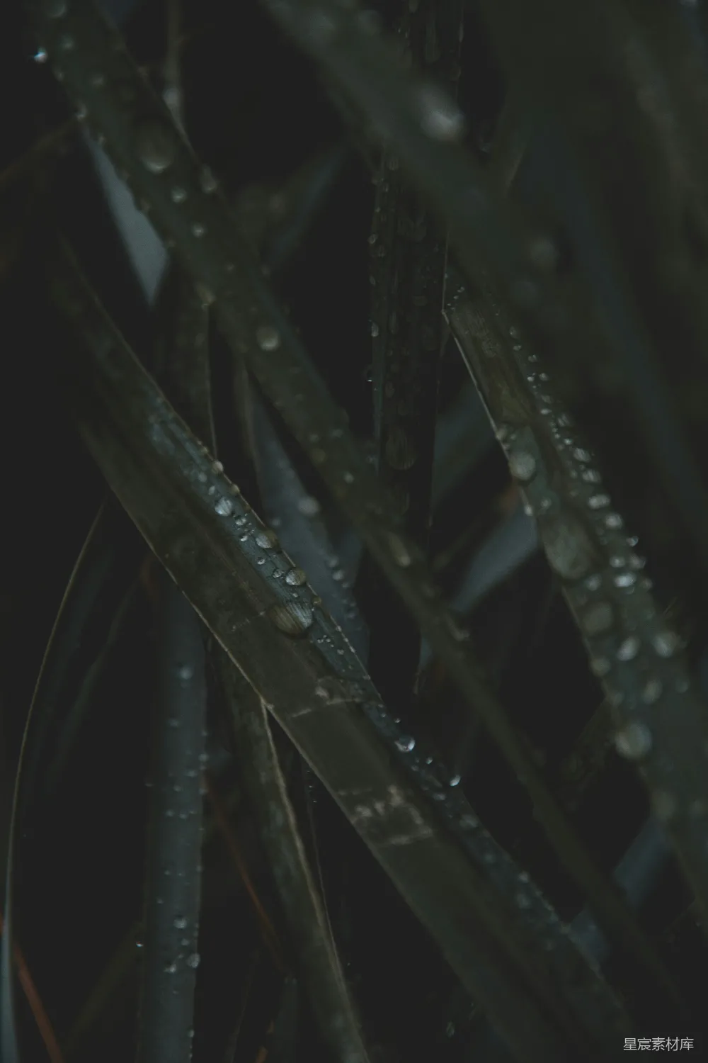 高清摄影 植物上水珠的特写镜头