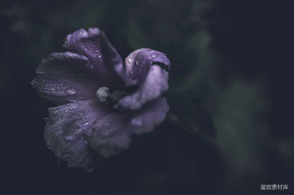高清摄影 紫色花朵上挂着水珠