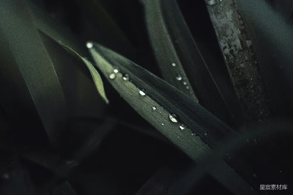 高清摄影 植物上的露珠