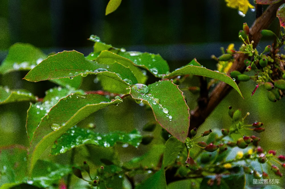 高清摄影 雨后绿叶上的水珠