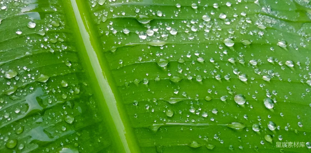 高清摄影 叶片上有水珠
